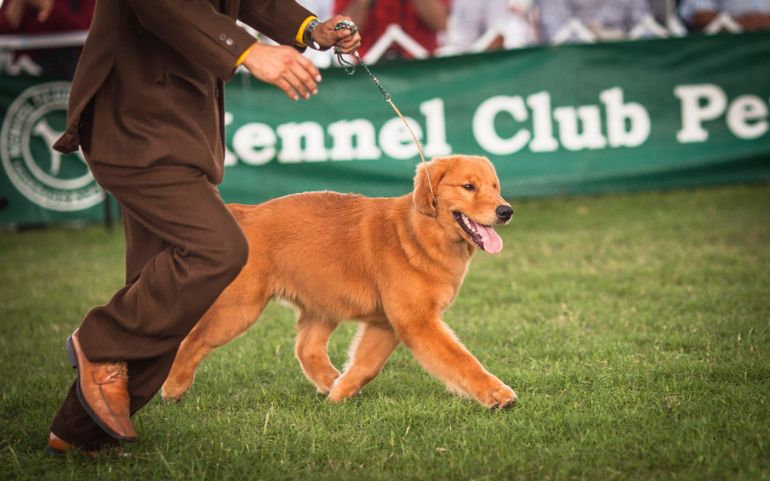 Выставки собак в Перу