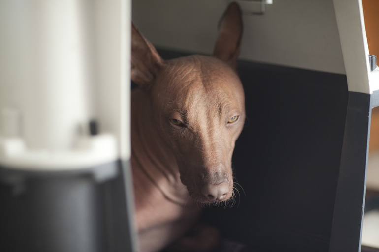 Фаррочка устала...