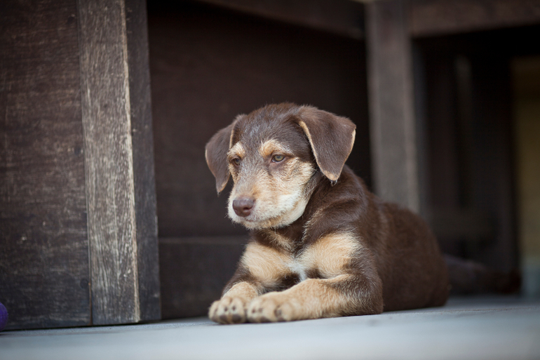 Бьюти Браун ищет новый дом))