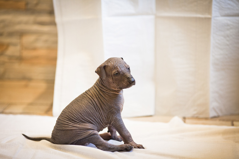 Очаровательная девочка Ксолоитцкуинтли