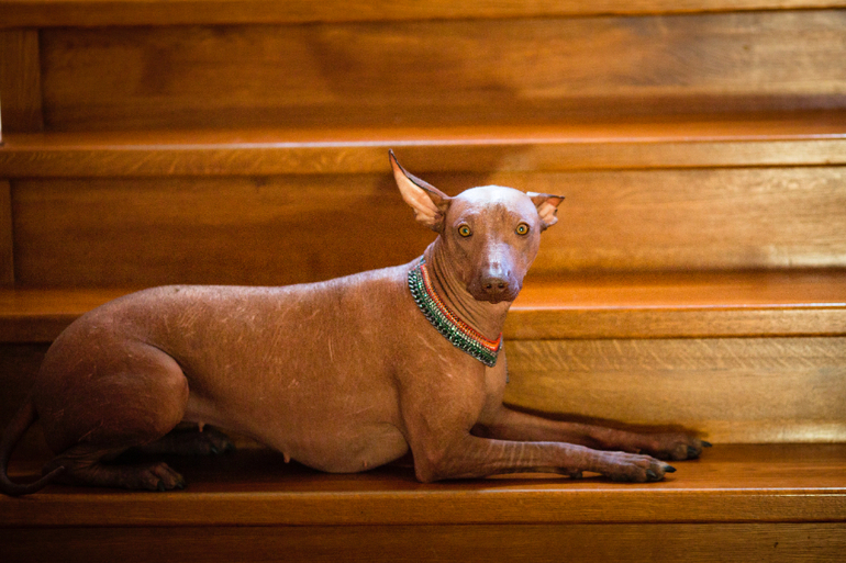 Фарра и Гемма