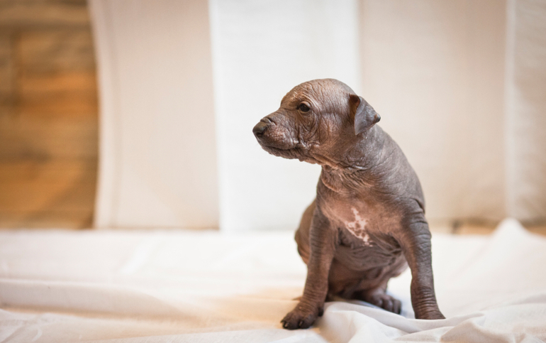 Очаровательная девочка Ксолоитцкуинтли