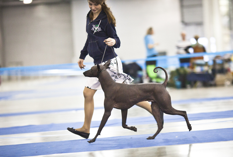 Хорош Арно!