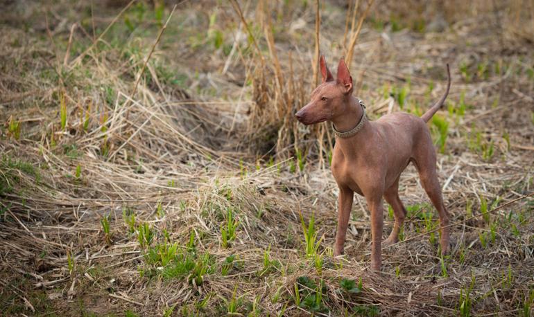 Фарра и Гемма