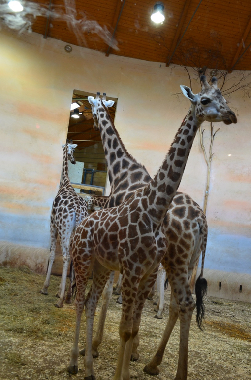 Прага 12-19 апреля 2014 год