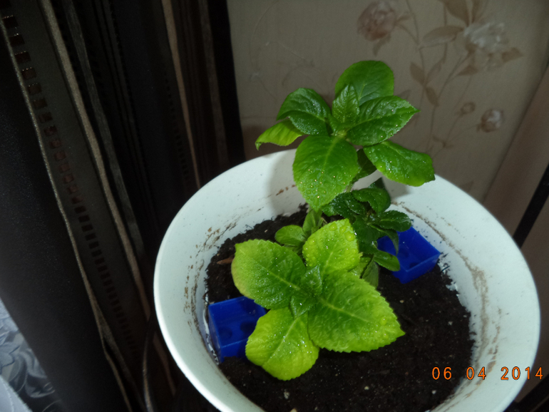 Мои цветочки.