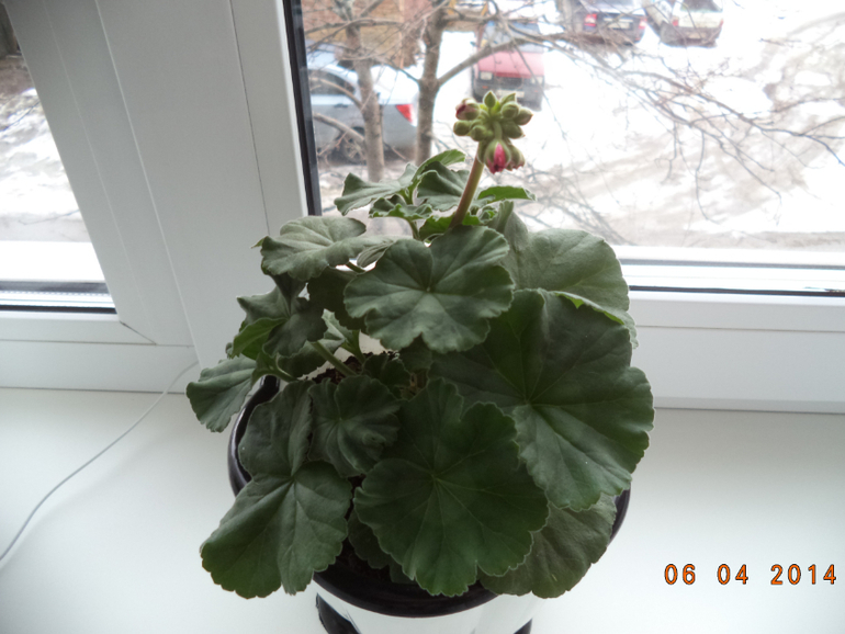 Мои цветочки.