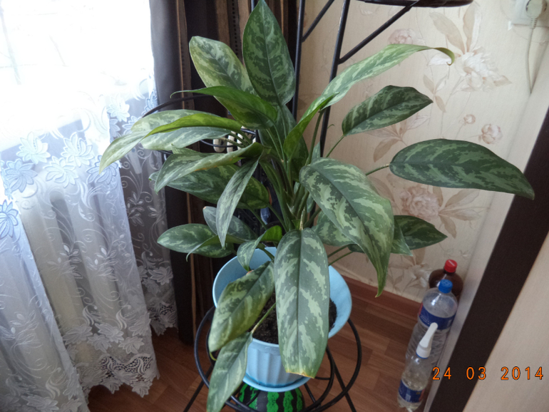 Мои цветочки.