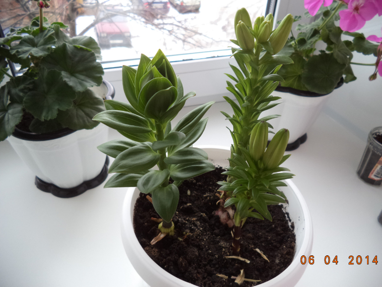 Мои цветочки.