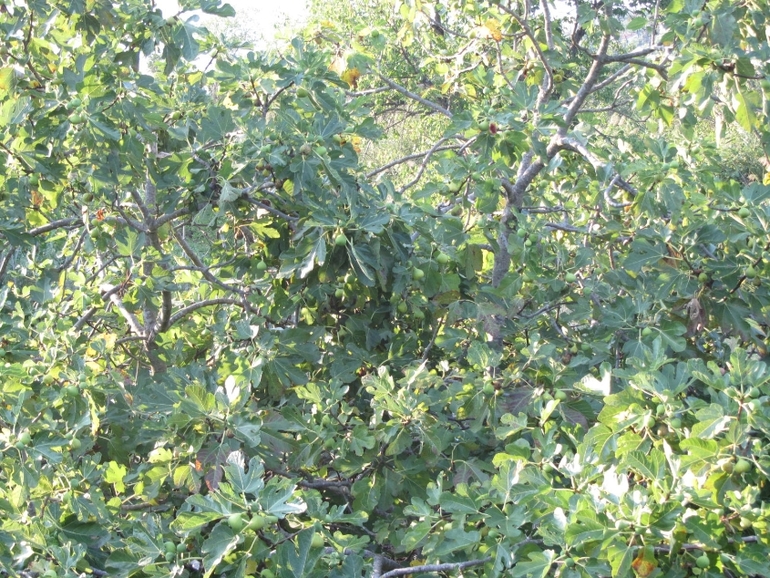 Черногория 2013, Бигова(много фото)