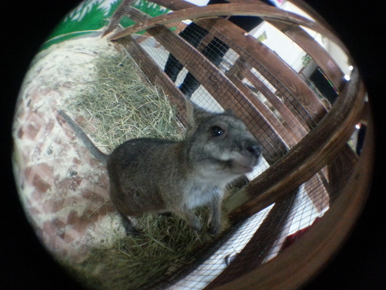 Контактный зоопарк