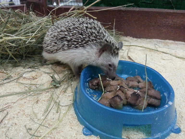 Контактный зоопарк