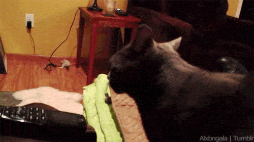 14e001fabad502e3e95a3752361f4789.gif