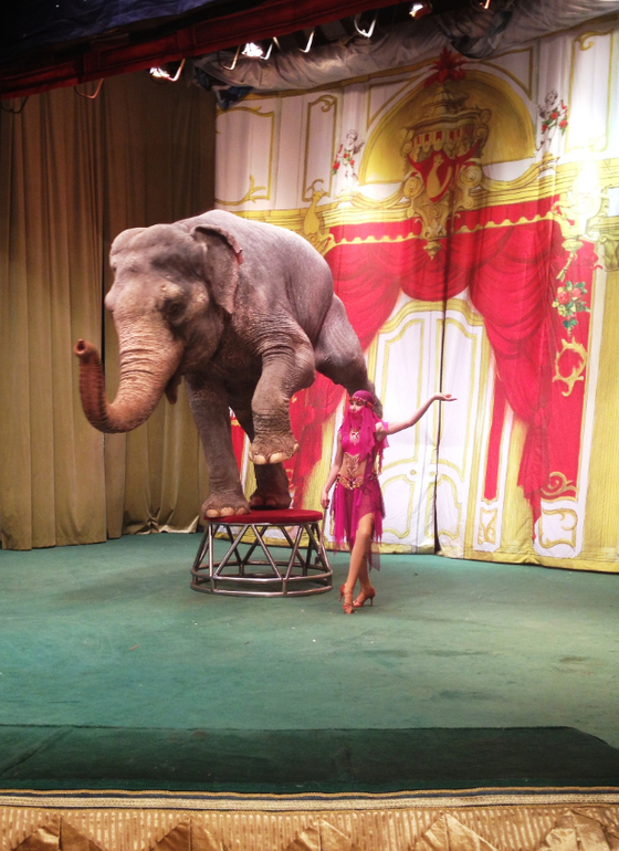 Уголок Дурова