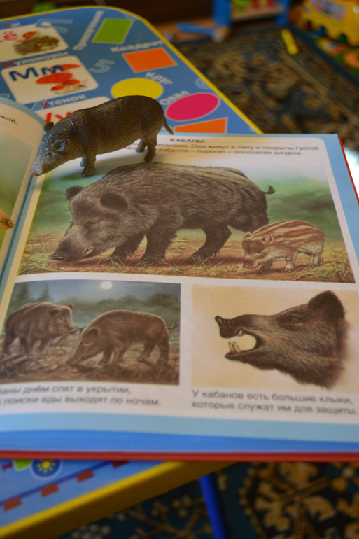 Наши животные