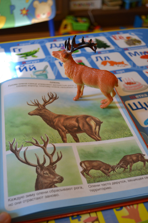 Наши животные