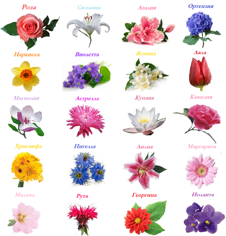 Цветочки по именам. Название цветочков. Цветы разные названия. Несколько названий цветов. Много названий цветов.