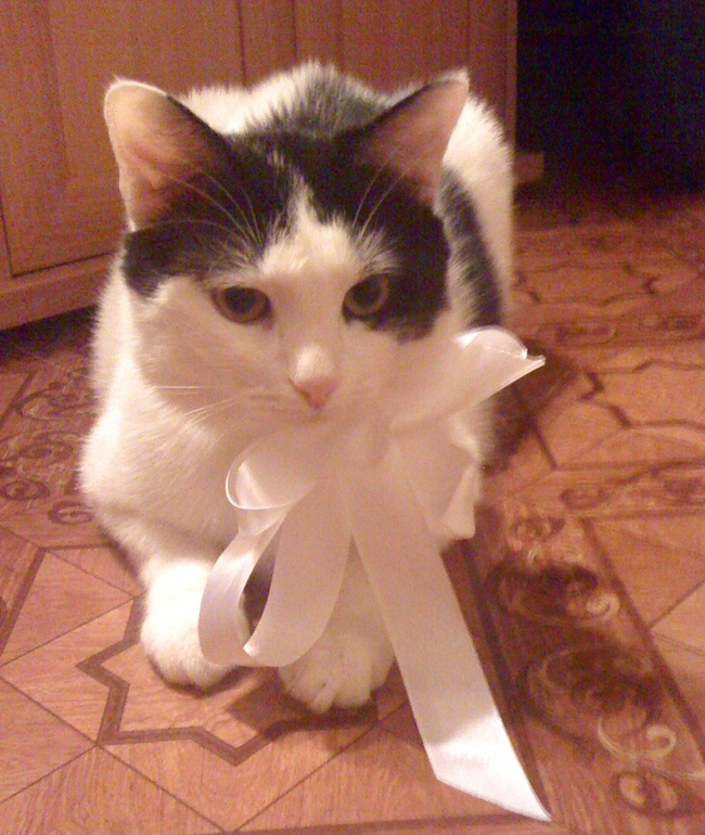 Капитан Кошкин Инга Мур