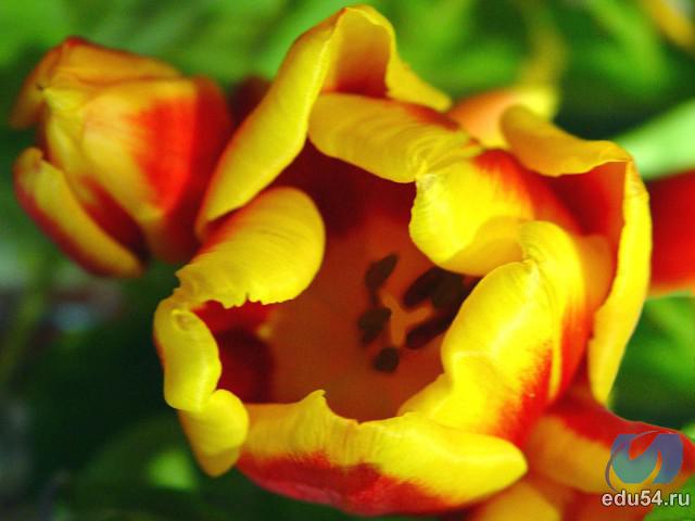 С Праздником дорогие девчульки))желаю всем счасьтья и увидеть всем //