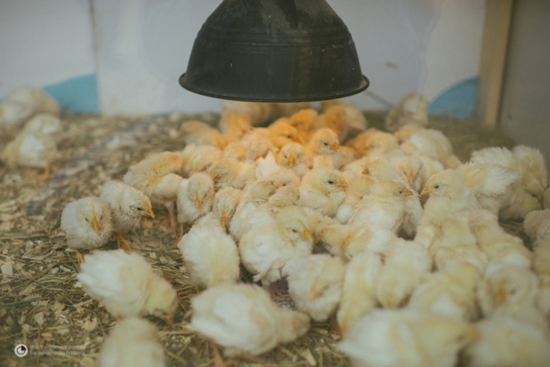 Экзотик парк на Калужском шоссе