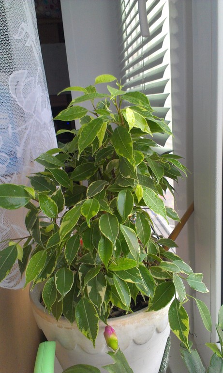 Покажу и я своих питомцев)