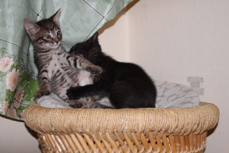 Котятки