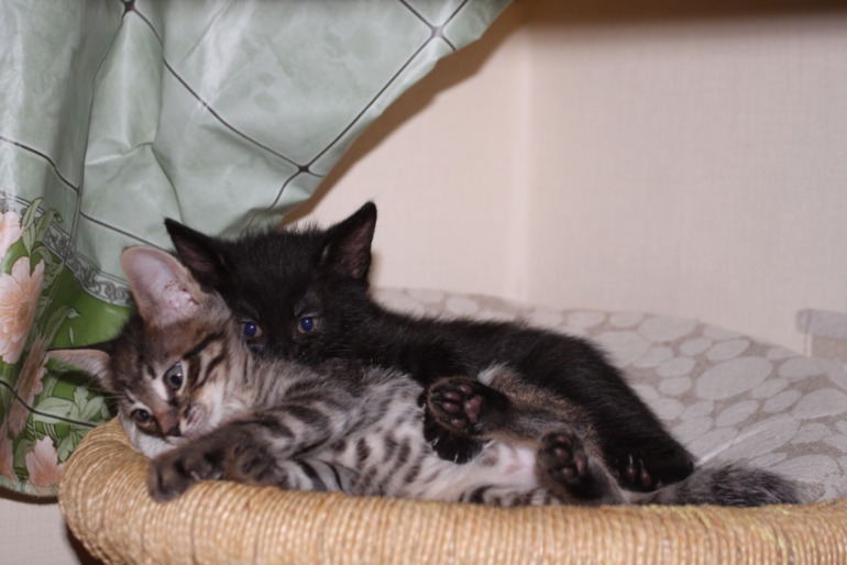 Котятки