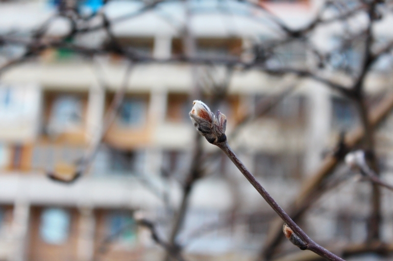 2 апреля, природа Переделкино