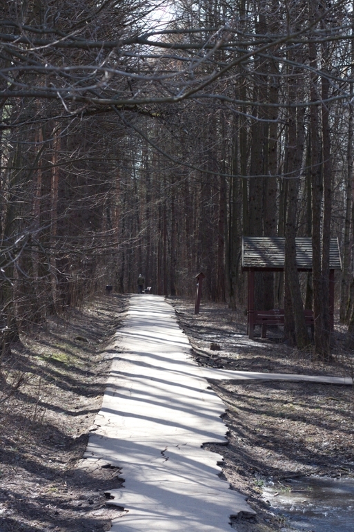 И снова наш лес