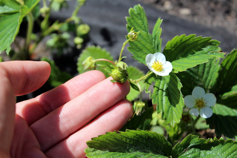 огородное (до отпускное)