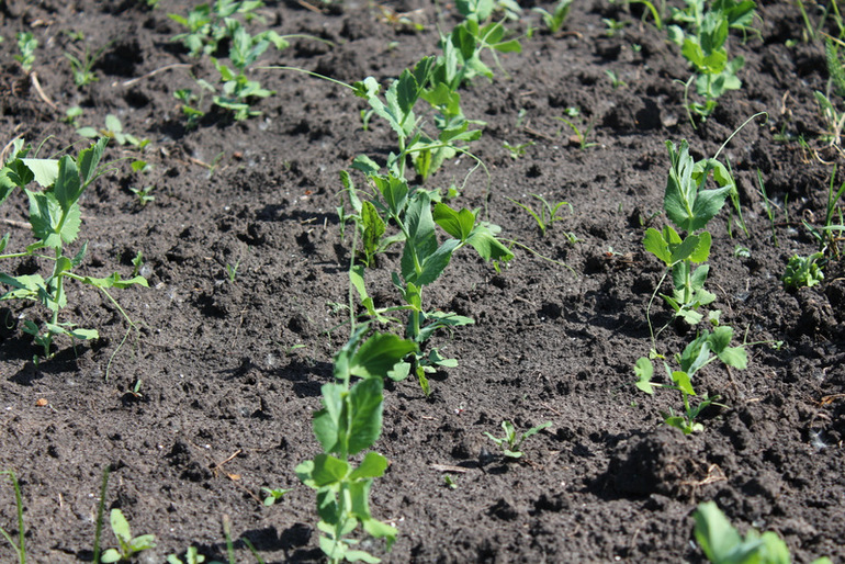 огородное (до отпускное)