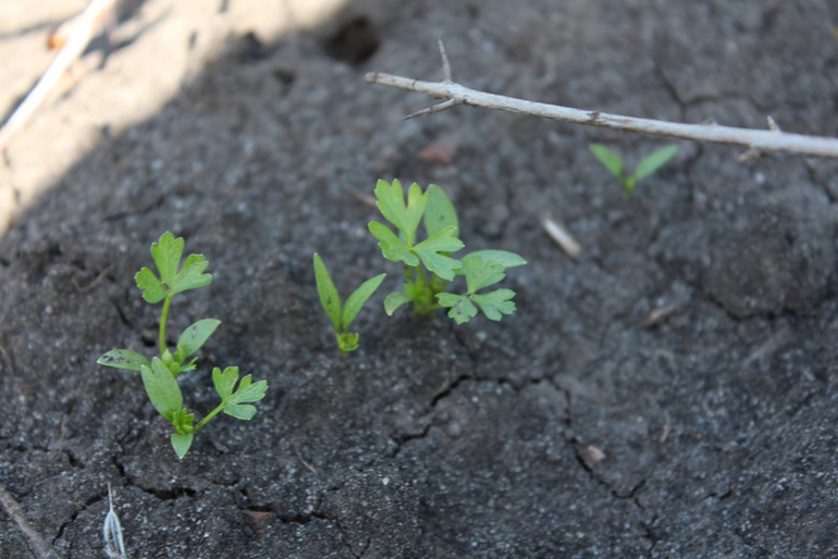 огородное (до отпускное)