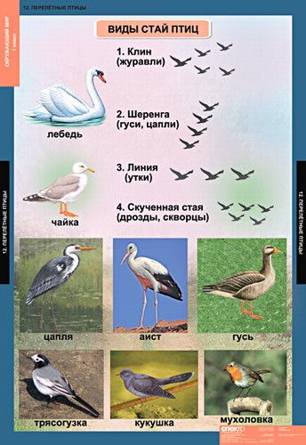 ТН
