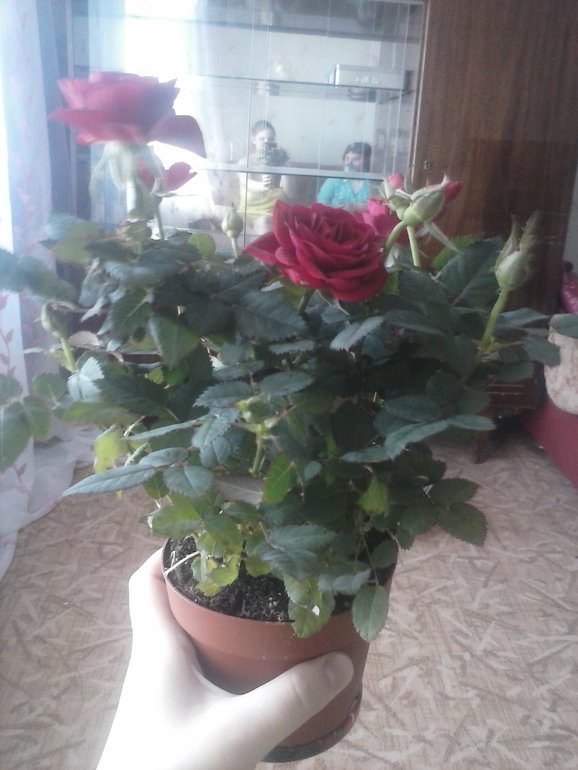 красавчики)))