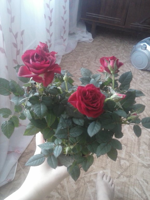 красавчики)))