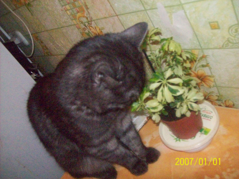 Моя любимая морда.