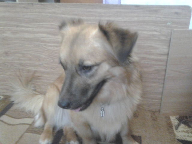 Тюмень!!!!!Собачники внимание!!!!! ПЕРЕПОСТ.