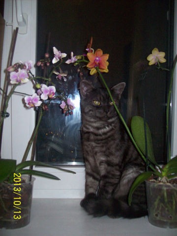 Моя любимая морда.