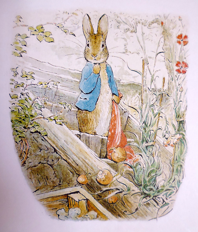 Все о кролике Питере и другие наши зайцы-иностранцы