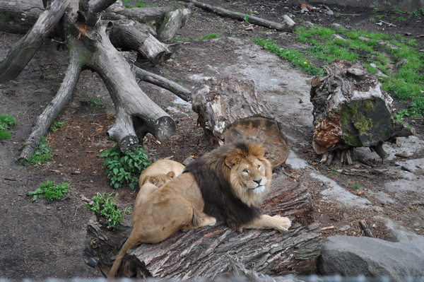 Калининградский Зоопарк
