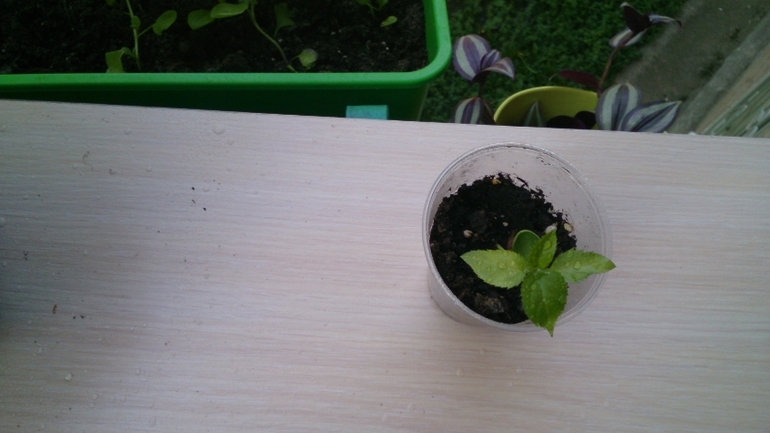 Мой ботанический сад.