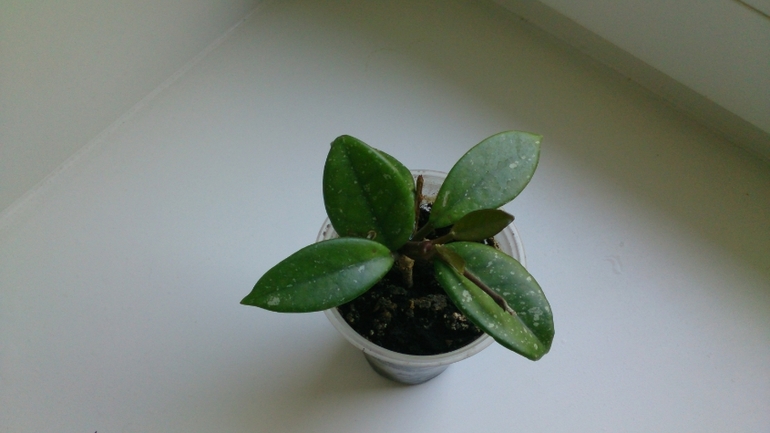 Мой ботанический сад.