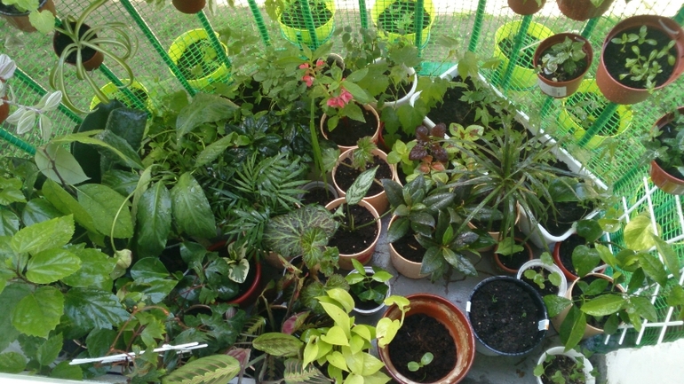 Мой ботанический сад.