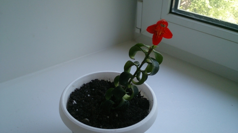 Мой ботанический сад.