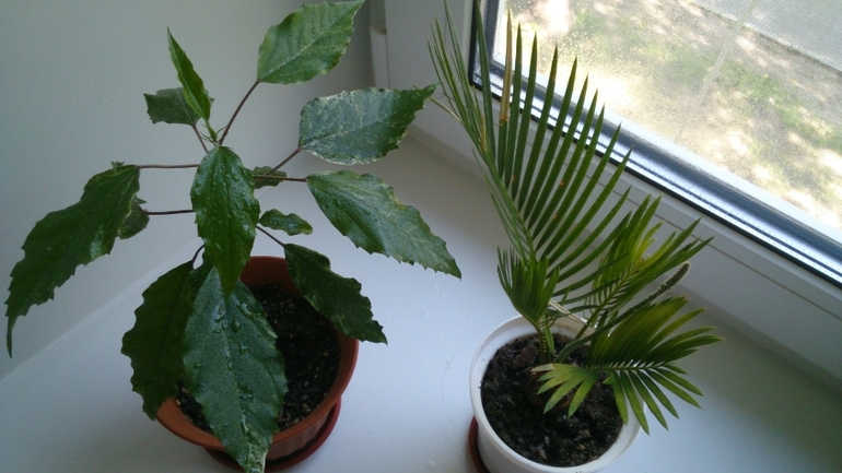 Мой ботанический сад.