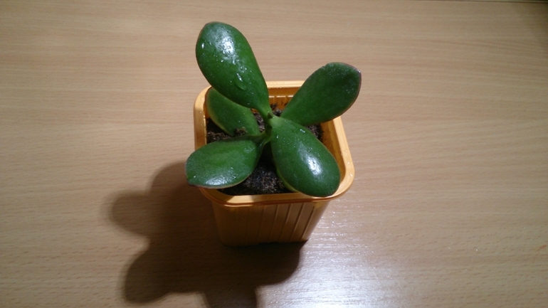 Мой ботанический сад.