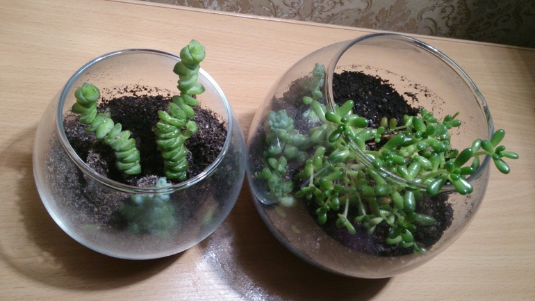 Мой ботанический сад.