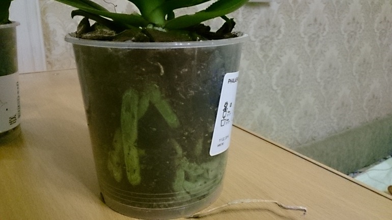 Первые орхидеи дома. Что делать?