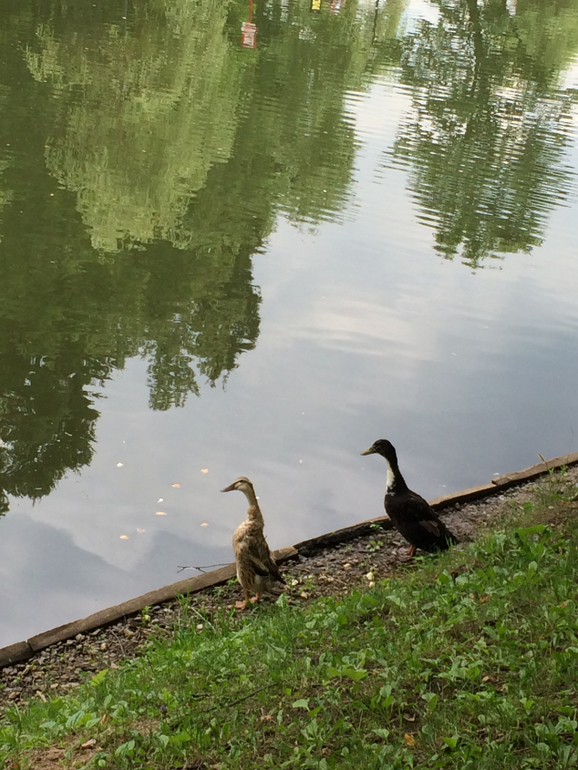 Парк Царицыно ЖДЕТ НАС!!!