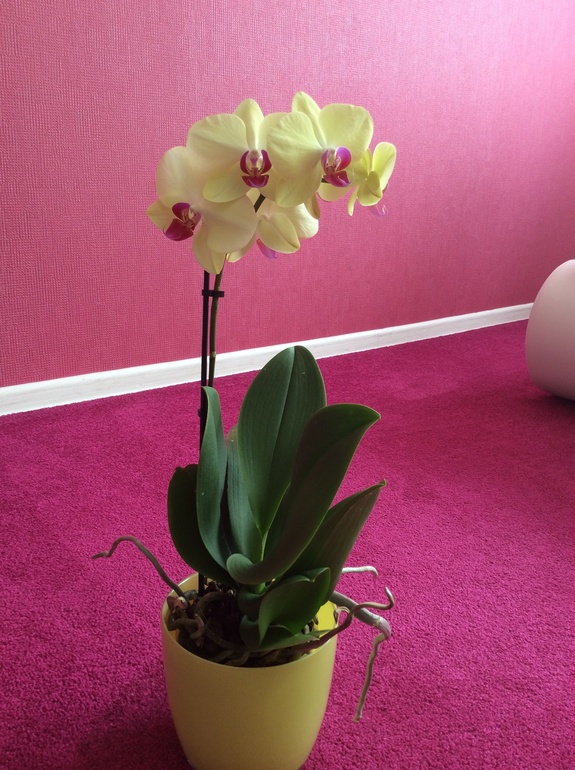 Мои питомцы